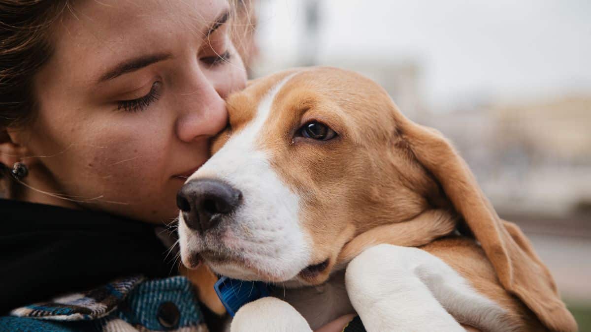 Identification obligatoire des animaux : quelles sanctions pour les propriétaires négligents ?