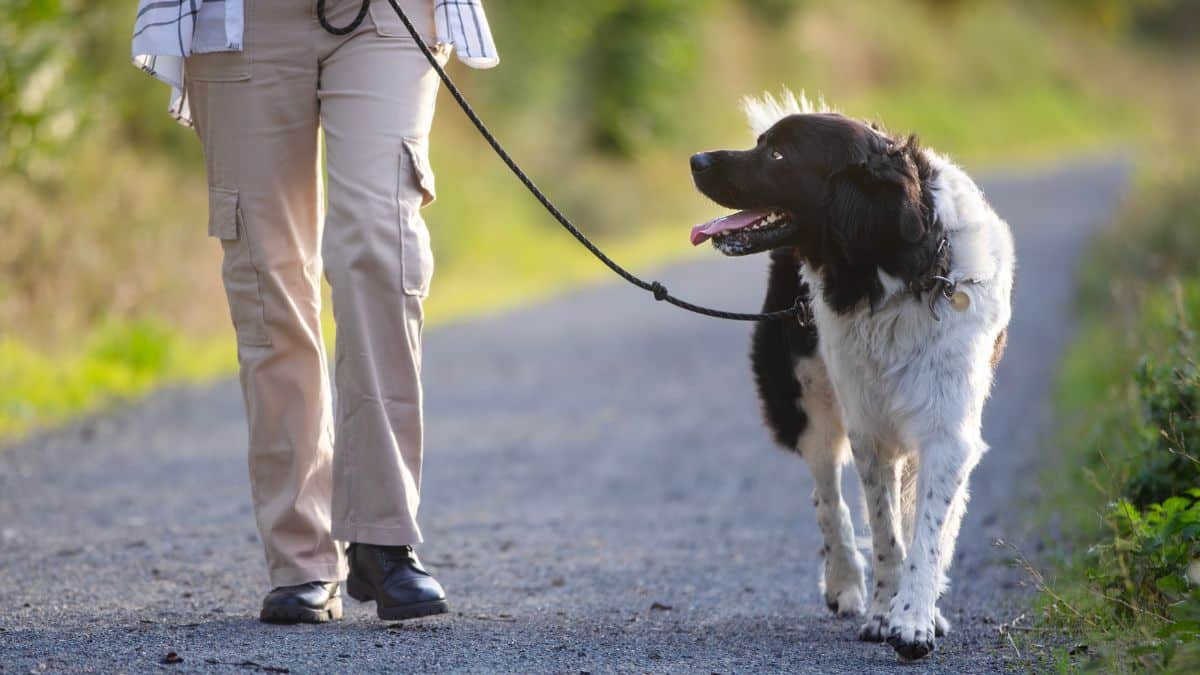 Une amende de 135 euros si vous avec cette mauvaise habitude avec votre chien