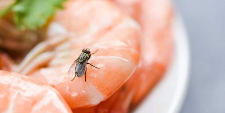 Ces techniques super efficaces et naturelles pour éloigner les mouches de chez vous