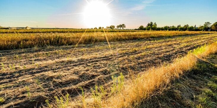 Chaleur, oubli d’arrosage… ces 11 astuces sauvent vos plantes même en pleine canicule