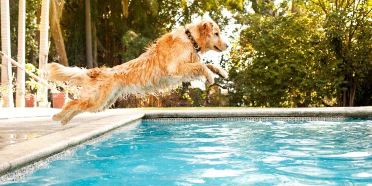 Chien : ces dangers menacent votre compagnon lors de la baignade ?