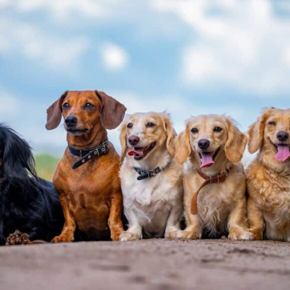 Été, vacances et animaux de compagnie : comment organiser leur garde et éviter les abandons ?