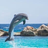Les dauphins et orques ont franchi le point de non-retour de l’évolution pour vivre sur la terre ferme selon les scientifiques