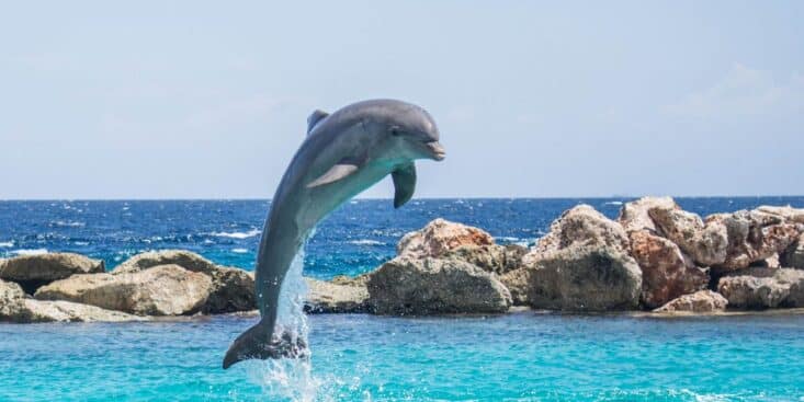 Les dauphins et orques ont franchi le point de non-retour de l’évolution pour vivre sur la terre ferme selon les scientifiques