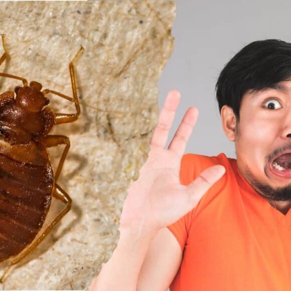 Punaises de lit : comment éviter d’en ramener chez soi après les vacances ?