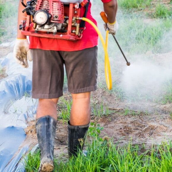 Toutes les mauvaises herbes ne sont pas à jeter et voici celles qu’il faut absolument garder