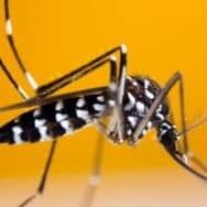 Bientôt des soirées sans piqûres : voici quand le moustique tigre disparaît selon les experts