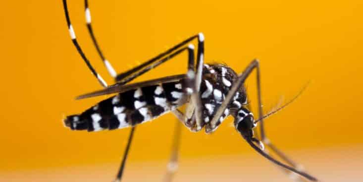 Bientôt des soirées sans piqûres : voici quand le moustique tigre disparaît selon les experts
