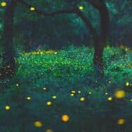 Ce soir, transformez votre jardin en féerie: 5 astuces pour attirer les lucioles et enchanter vos soirées