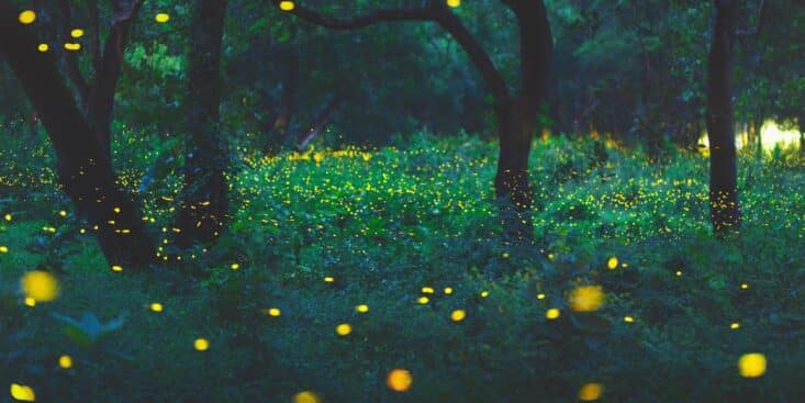 Ce soir, transformez votre jardin en féerie: 5 astuces pour attirer les lucioles et enchanter vos soirées
