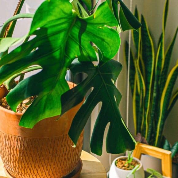 Plante d’intérieur: déplacez-la maintenant pour éviter l’invasion d’araignées cet automne