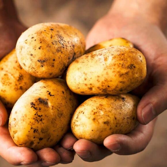 Pommes de terre: où les stocker pour éviter la germination et les garder fraîches pendant des semaines