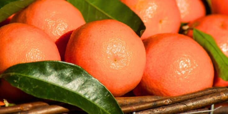 Santé : le fruit de saison sous-côté selon Jimmy Mohamed et pourquoi il faut en manger