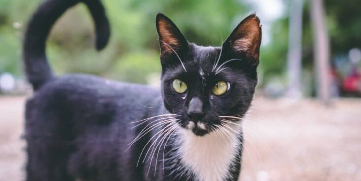 Vous ouvrez la baie, il recule: s’il boude le balcon, votre chat manque de confiance — comment l’aider