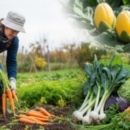 SoonNight - Potager en novembre : récoltez poireaux, choux, carottes et aromatiques au jardin