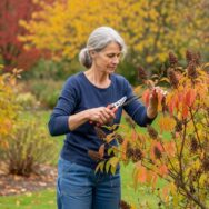 SoonNight - Jardiniers : à l’automne, une erreur fréquente vous prive de floraisons au printemps