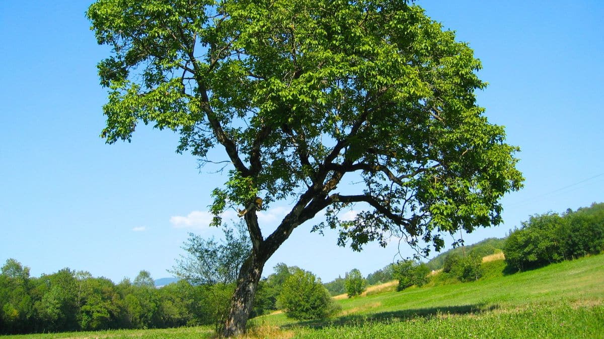 Arbre qui penche sauvez-le vite et évitez l'abattage
