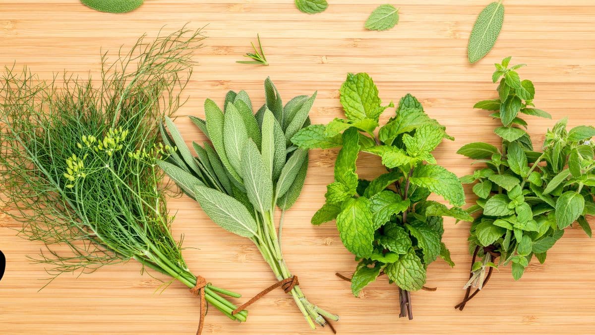 Basilic: multipliez vos plants chez vous avec une astuce simple