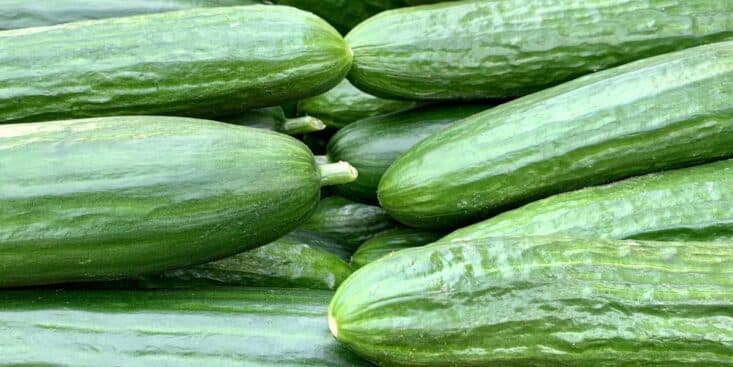 Concombres importés: trop de pesticides détectés en 2025, privilégiez l’origine France