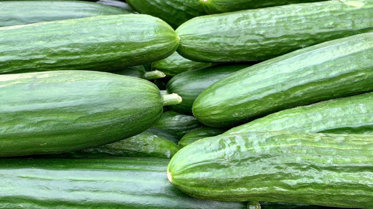Concombres importés: trop de pesticides détectés en 2025, privilégiez l’origine France