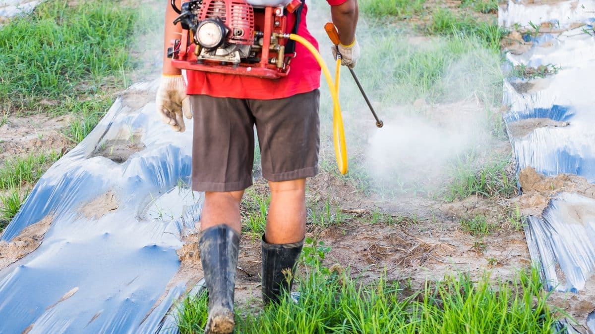 Jardin: la recette de grand-mère pour fabriquer un désherbant maison très puissant et ultra économique