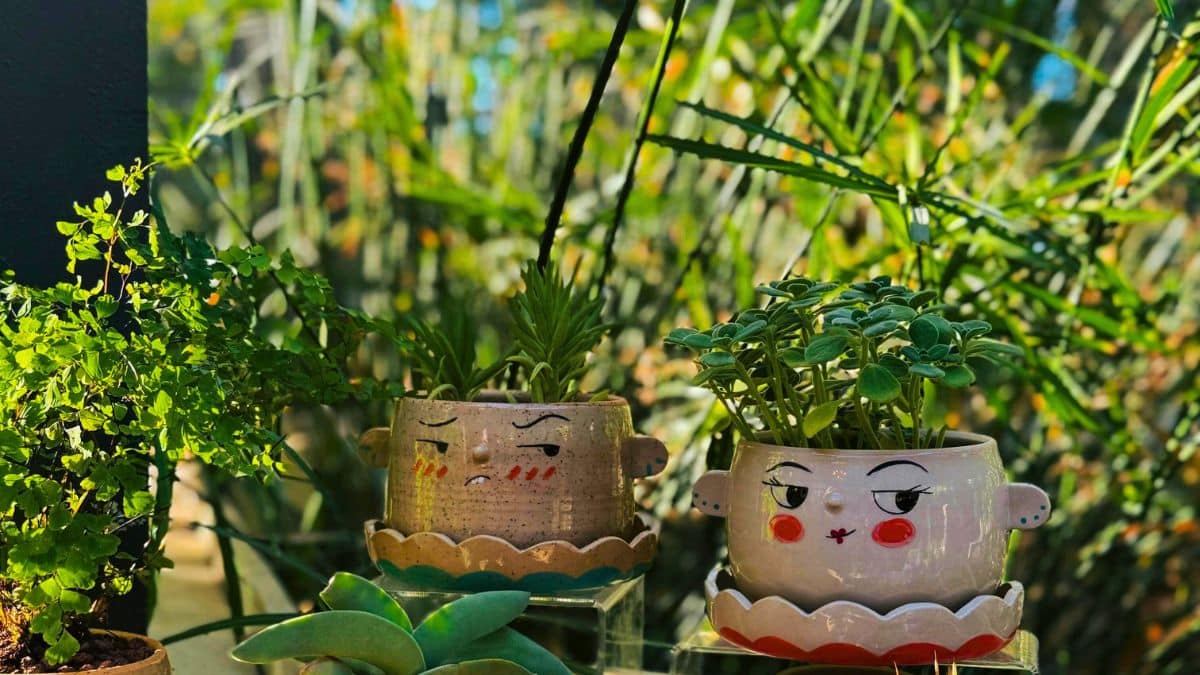 Kiwis : 3 secrets d’horticulteurs pour les faire pousser même là où rien ne prend