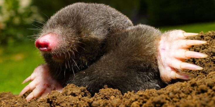 Taupes au potager: ce simple ingrédient les fait fuir durablement