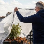 Lepointdujour.fr - Voile d’hivernage en novembre : protégez vos plantes des gelées avec 2 gestes, dont un discret au pied