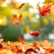 Feuilles mortes : arrêtez de tout ramasser, paillez et protégez vos sols dès les premières pluies d’automne