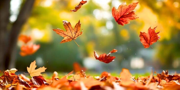 Feuilles mortes : arrêtez de tout ramasser, paillez et protégez vos sols dès les premières pluies d’automne
