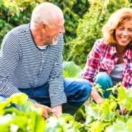 Jardiniers : en novembre, plantez ces bulbes et arbustes pour des floraisons de printemps en avance