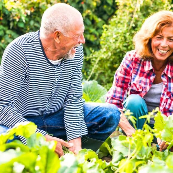 Jardiniers : en novembre, plantez ces bulbes et arbustes pour des floraisons de printemps en avance