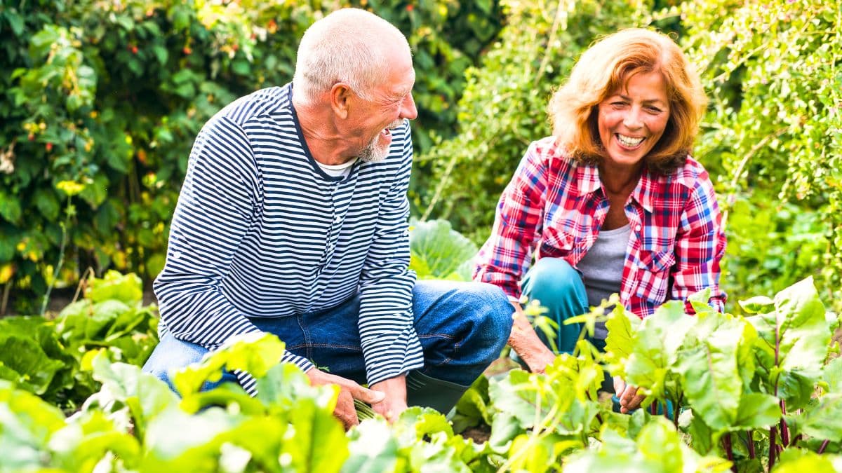 Jardiniers : en novembre, plantez ces bulbes et arbustes pour des floraisons de printemps en avance