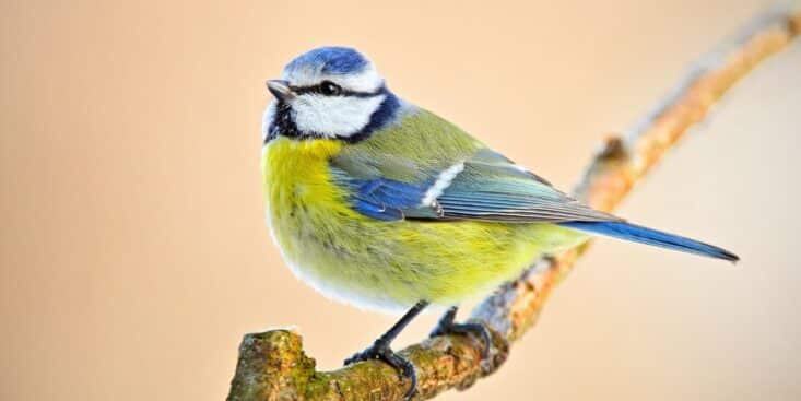Mésanges: donnez 1 graine rare dès la Toussaint 2025 pour les sauver quand la nourriture manque