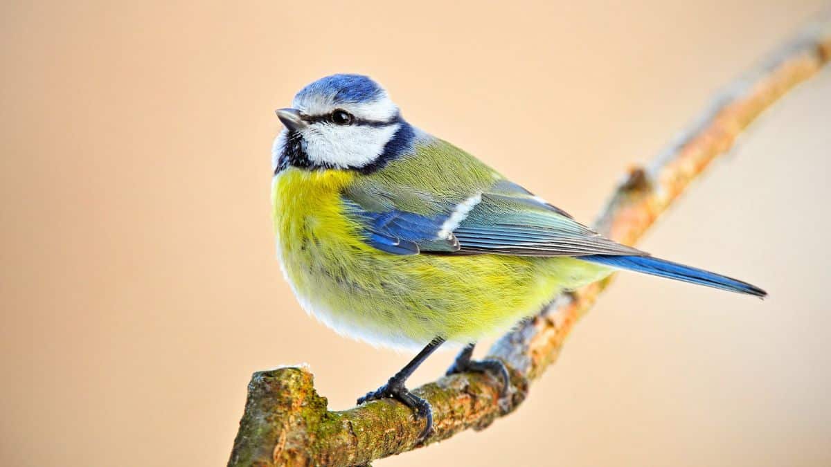 Mésanges: donnez 1 graine rare dès la Toussaint 2025 pour les sauver quand la nourriture manque