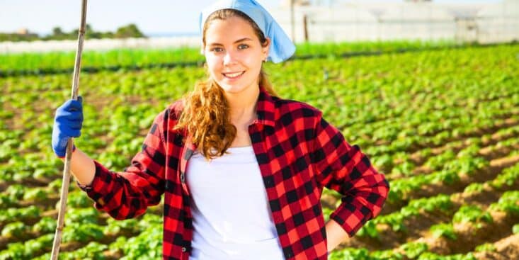 Oseille: 1 indice de maraîcher à repérer pour éviter les récoltes ratées et cueillir des feuilles tendres