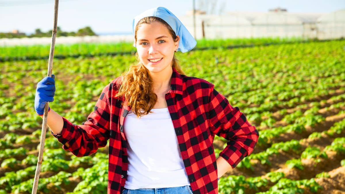 Oseille: 1 indice de maraîcher à repérer pour éviter les récoltes ratées et cueillir des feuilles tendres