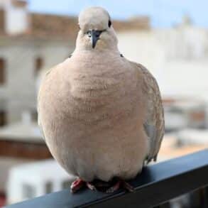 Pigeons : l’astuce naturelle sans installation pour les faire fuir de la terrasse, et la méthode pour que ça dure