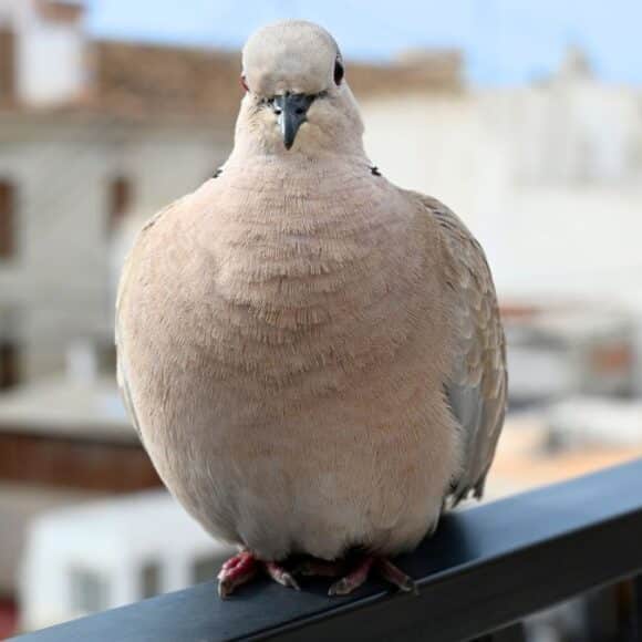 Pigeons : l’astuce naturelle sans installation pour les faire fuir de la terrasse, et la méthode pour que ça dure