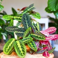 Plantes d'intérieur : pourquoi elles deviennent un aimant à parasites en hiver ?