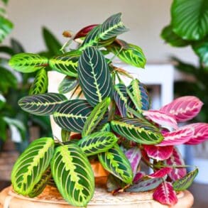 Plantes d'intérieur : pourquoi elles deviennent un aimant à parasites en hiver ?