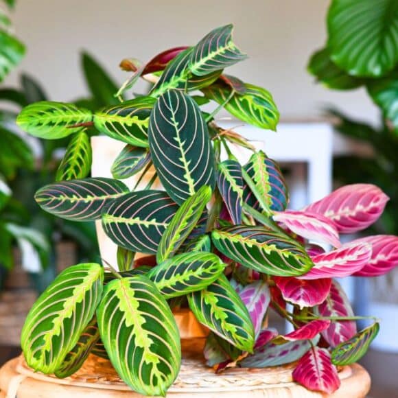 Plantes d'intérieur : pourquoi elles deviennent un aimant à parasites en hiver ?