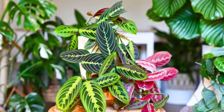 Plantes d'intérieur : pourquoi elles deviennent un aimant à parasites en hiver ?