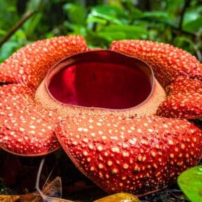 Rafflesia hasseltii éclot en pleine forêt indonésienne: deux scientifiques en larmes devant cette floraison rare