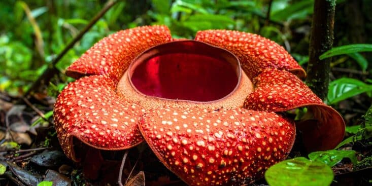 Rafflesia hasseltii éclot en pleine forêt indonésienne: deux scientifiques en larmes devant cette floraison rare