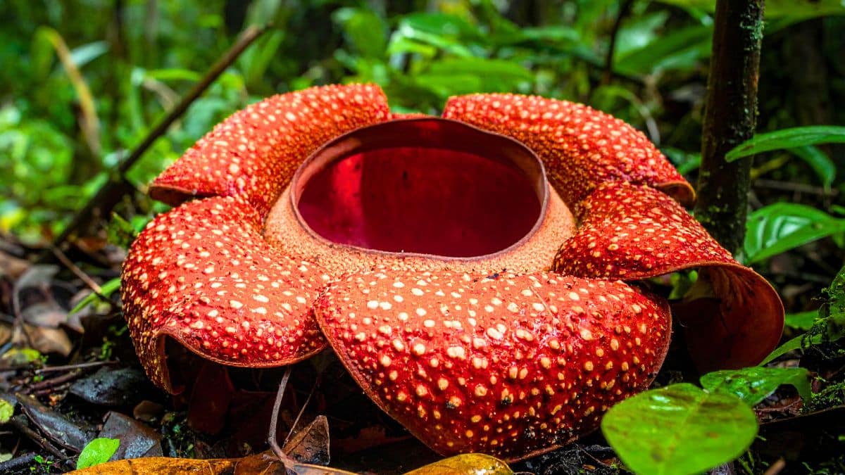 Rafflesia hasseltii éclot en pleine forêt indonésienne: deux scientifiques en larmes devant cette floraison rare