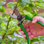 Sécateur électrique Lidl: préparez vos plantes pour l’hiver à petit prix