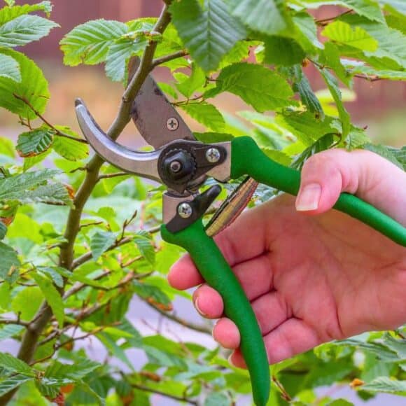 Sécateur électrique Lidl: préparez vos plantes pour l’hiver à petit prix