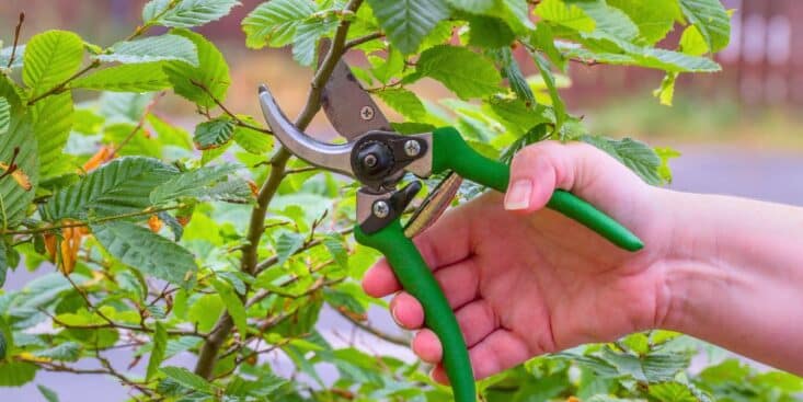Sécateur électrique Lidl: préparez vos plantes pour l’hiver à petit prix