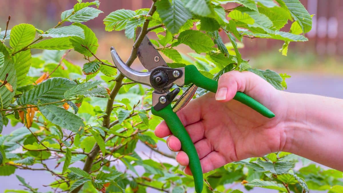 Sécateur électrique Lidl: préparez vos plantes pour l’hiver à petit prix